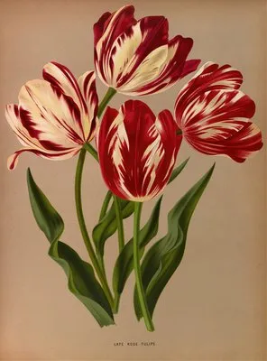 Late Rose Tulips (Late Rose Tulips)