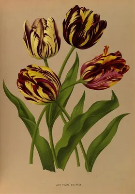 Late Tulips Bizarres (Late Tulips Bizarres)