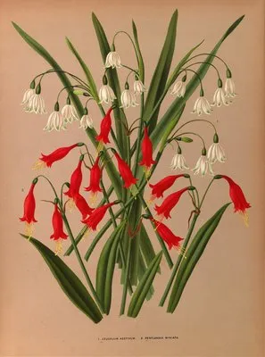 Leucojum Aestivum. 2 . Pentlandia Miniata. (Leucojum Aestivum. 2 . Pentlandia Miniata.)