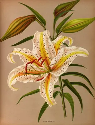 Lilium Auratum (Lilium Auratum)