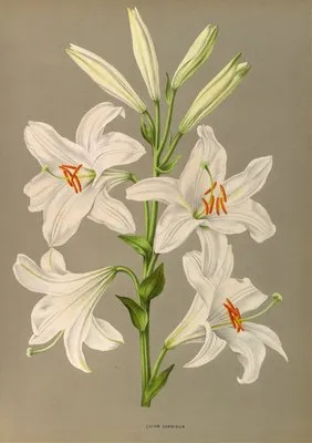 Lilium Candidum (Lilium Candidum)