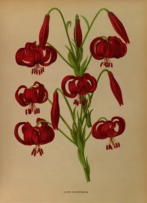 Lilium Chalcedonicum (Lilium Chalcedonicum)