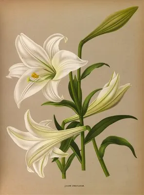 Lilium Longiflurum (Lilium Longiflurum)