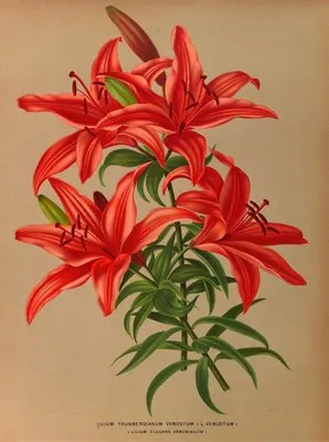 Lilium Thunbergianum Venustum . ( L Venustum ) (Lilium Thunbergianum Venustum . ( L Venustum ))