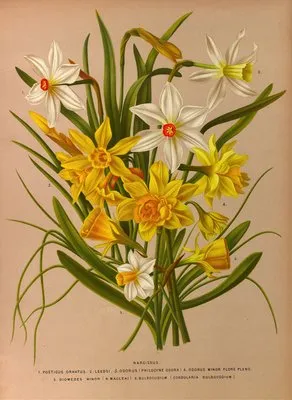 Narcissus 1 (Narcissus 1)