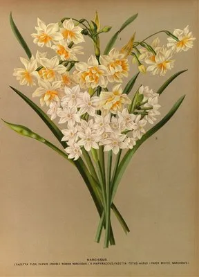 Narcissus 2 (Narcissus 2)
