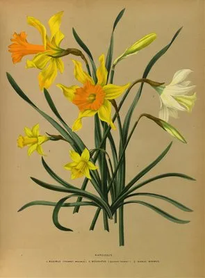Narcissus 3 (Narcissus 3)