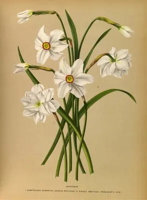 Narcissus 4 (Narcissus 4)
