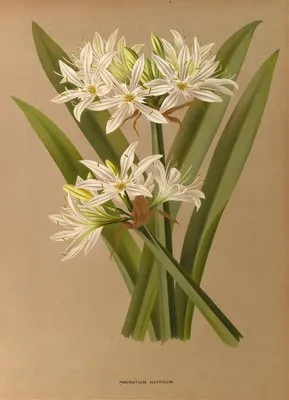 Pancratium Illyricum (Pancratium Illyricum)