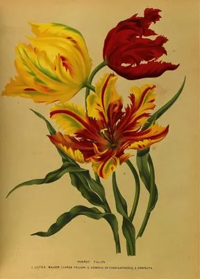 Parrot Tulips (Parrot Tulips)