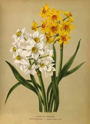 Polyanthus Narcissus 1.Grand Monarque. 2. Grand Soleil Dor (Polyanthus Narcissus 1.Grand Monarque. 2. Grand Soleil Dor)