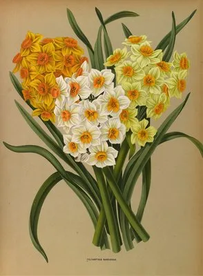 Polyanthus Narcissus (Polyanthus Narcissus)