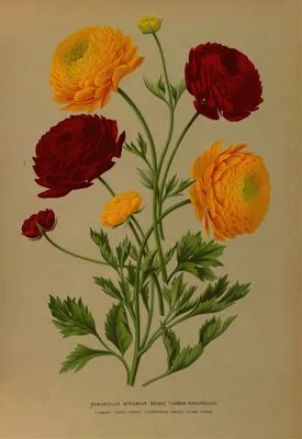 Ranunculus Africanus. Doublé Turban Ranunculus