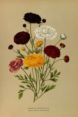 Ranunculus Asiaticus Fl.Pl. Doublé Persian Ranunculus