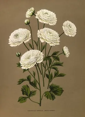 Ranunculus Hercules (White Turban} (Ranunculus Hercules (White Turban})