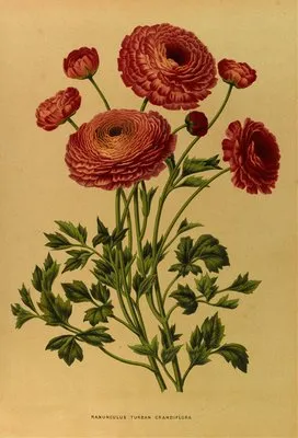 Ranunculus Turban Crandiflora (Ranunculus Turban Crandiflora)