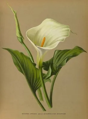 Richardia Africana (Richardia Africana)