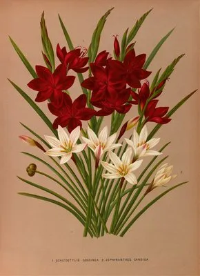 Schizostylis Coccinea. 2 . Zephyranthes Candida (Schizostylis Coccinea. 2 . Zephyranthes Candida)