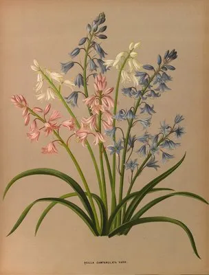 Scilla Campanulata Varr. (Scilla Campanulata Varr.)