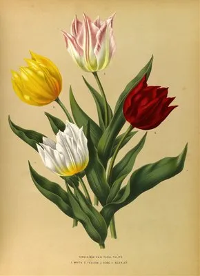 Single Duc Van Tholl Tuliips (Single Duc Van Tholl Tuliips)