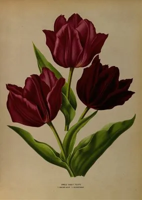 Single Early Tulips 1.Van Der Neer 2.Wouwerman (Single Early Tulips 1.Van Der Neer 2.Wouwerman)