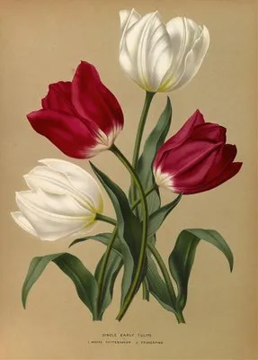 Single Early Tulips 1.White Pottebakker 2.Prosperpine (Single Early Tulips 1.White Pottebakker 2.Prosperpine)