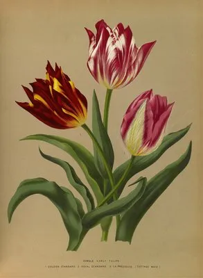 Single Early Tulips 3 (Single Early Tulips 3)