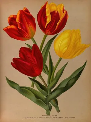 Single Early Tulips 4 (Single Early Tulips 4)