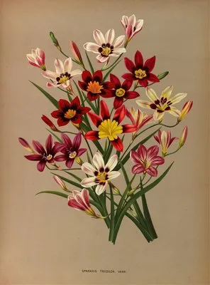 Sparaxis Tricolor. Varr. (Sparaxis Tricolor. Varr.)