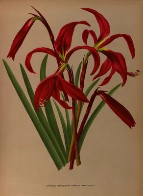 Sprekelia Formosissima ( Amaryllis Formosissima ) (Sprekelia Formosissima ( Amaryllis Formosissima ))