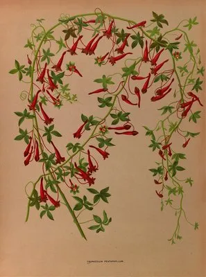Tropaeolum Pentaphyllum (Tropaeolum Pentaphyllum)