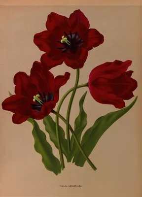 Tulipa Gesneriana (Tulipa Gesneriana)
