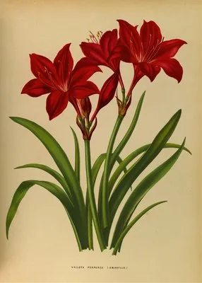 Vallota Purpurea ( Amaryllis ) (Vallota Purpurea ( Amaryllis ))
