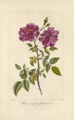 Rosa semperflorens (Rosa semperflorens)