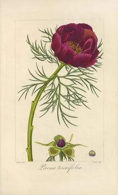 Pæonia tenuifolia