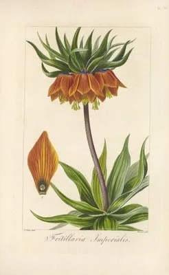 Fritillaria imperialis (Fritillaria imperialis)