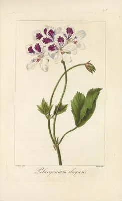 Pelargonium elegans (Pelargonium elegans)