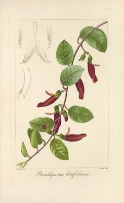 Brachysema latifolium (Brachysema latifolium)