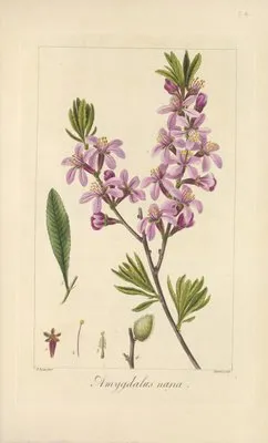 Amygdalus nana (Amygdalus nana)