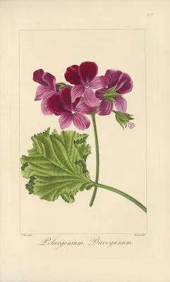 Pelargonium daveyanum (Pelargonium daveyanum)