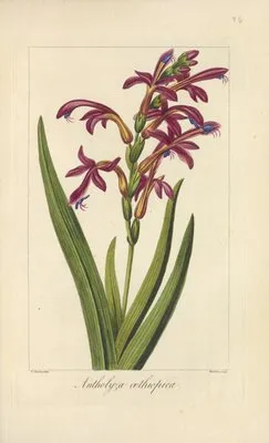 Antholyza æthiopica