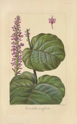 Coccoloba uvifera (Coccoloba uvifera)