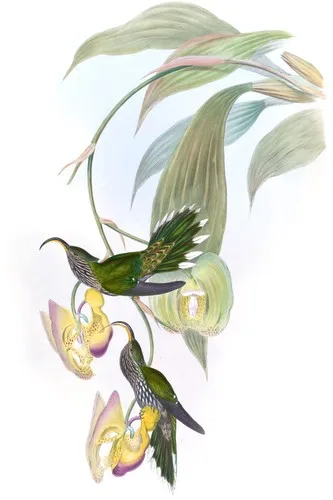 Eutoxeres Aquila