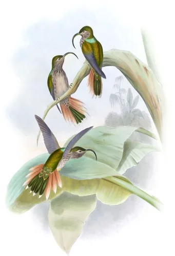 Eutoxeres Condaminei