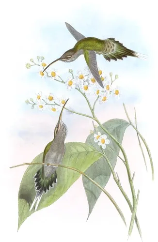 Phaëthornis hispidus