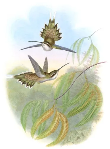 Phaëthornis anthophilus