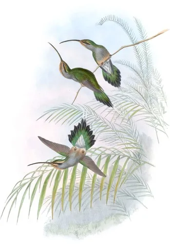Phaëthornis Guy
