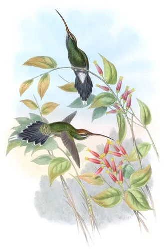 Phaëthornis Yarugui