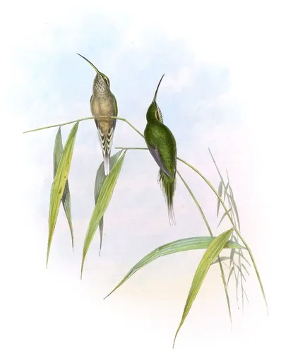Phaëthornis intermedius