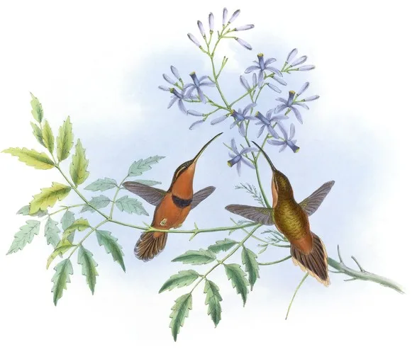 Phaëthornis nigricinctus